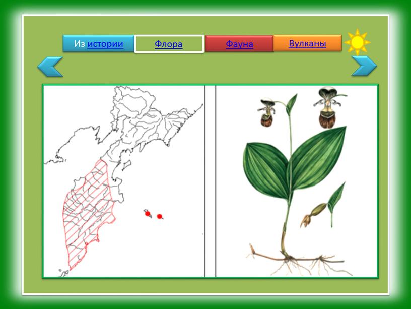 Из истории Флора Фауна Вулканы