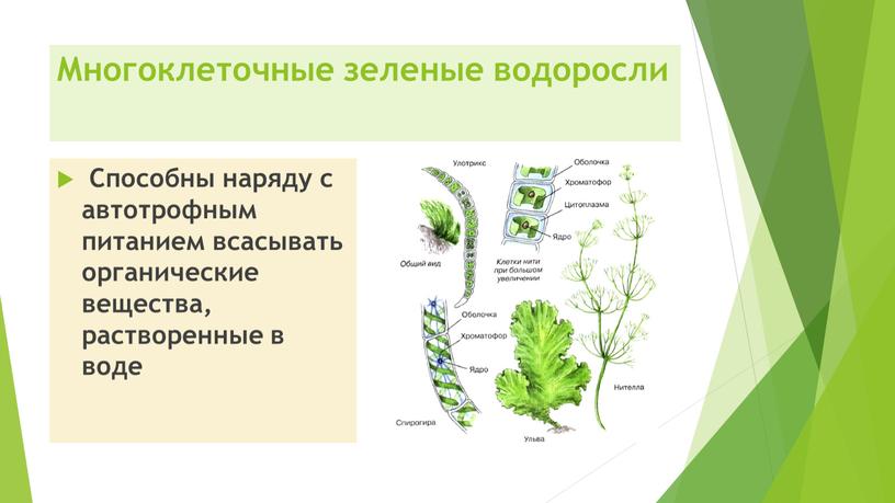 Многоклеточные зеленые водоросли