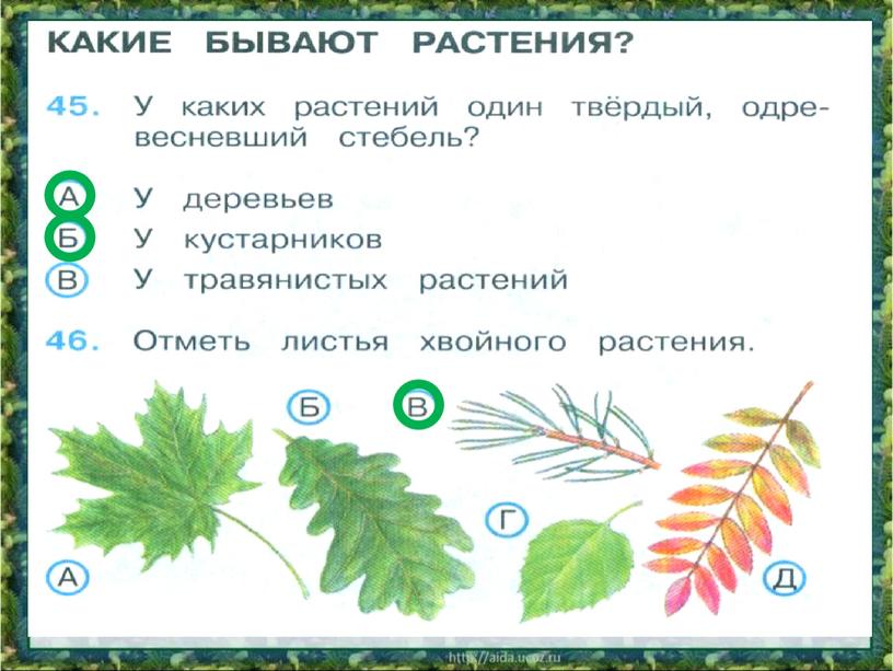 Тест кустики 4 класс с ответами