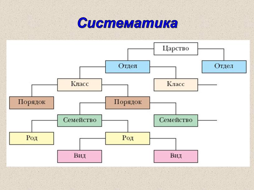 Систематика растений