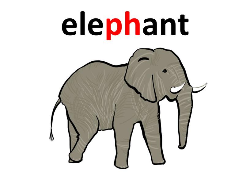 elephant