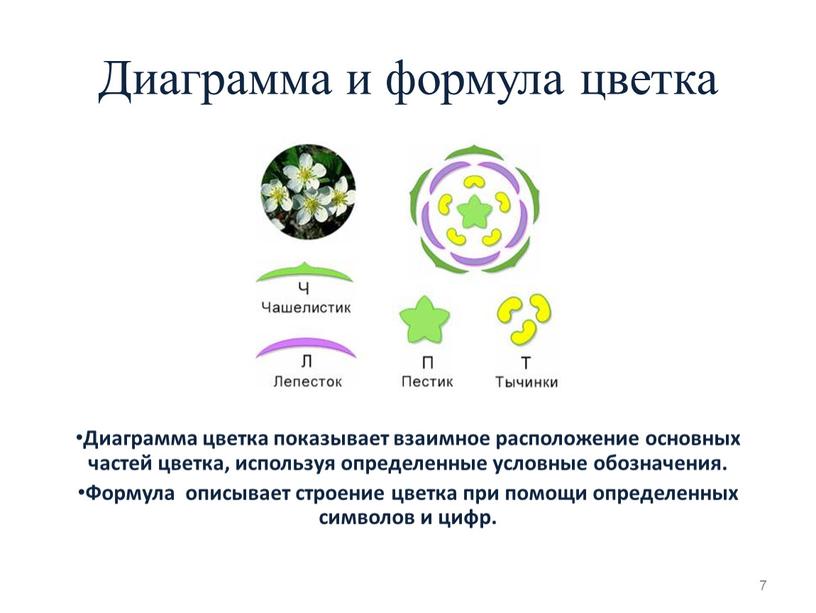 Диаграмма и формула цветка Диаграмма цветка показывает взаимное расположение основных частей цветка, используя определенные условные обозначения