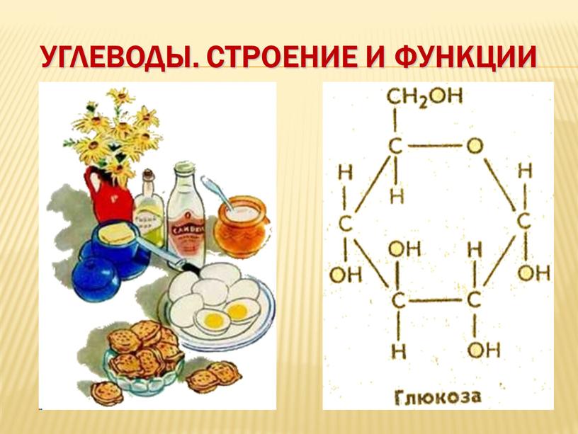 Углеводы. Строение и функции