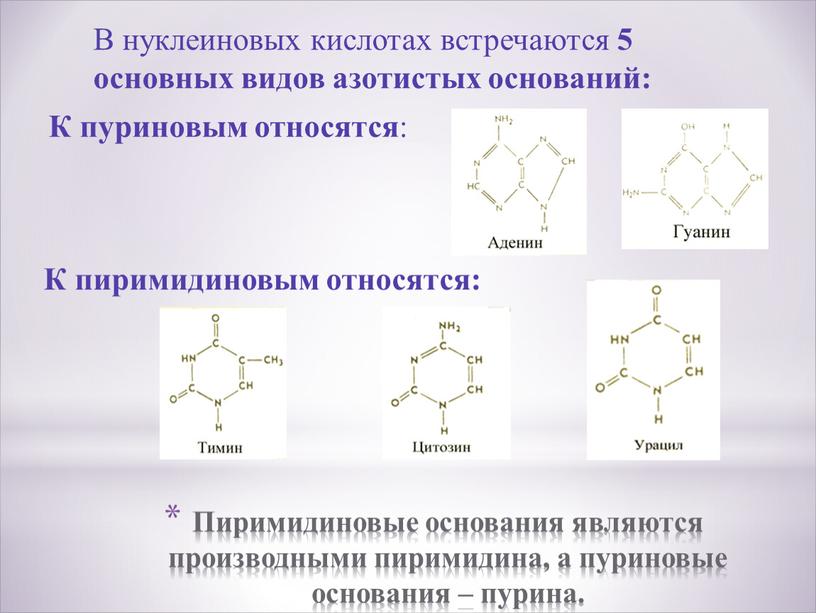 Пиримидиновые основания являются производными пиримидина, а пуриновые основания – пурина