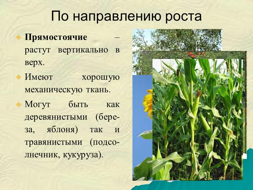 По направлению роста Прямостоячие – растут вертикально в верх