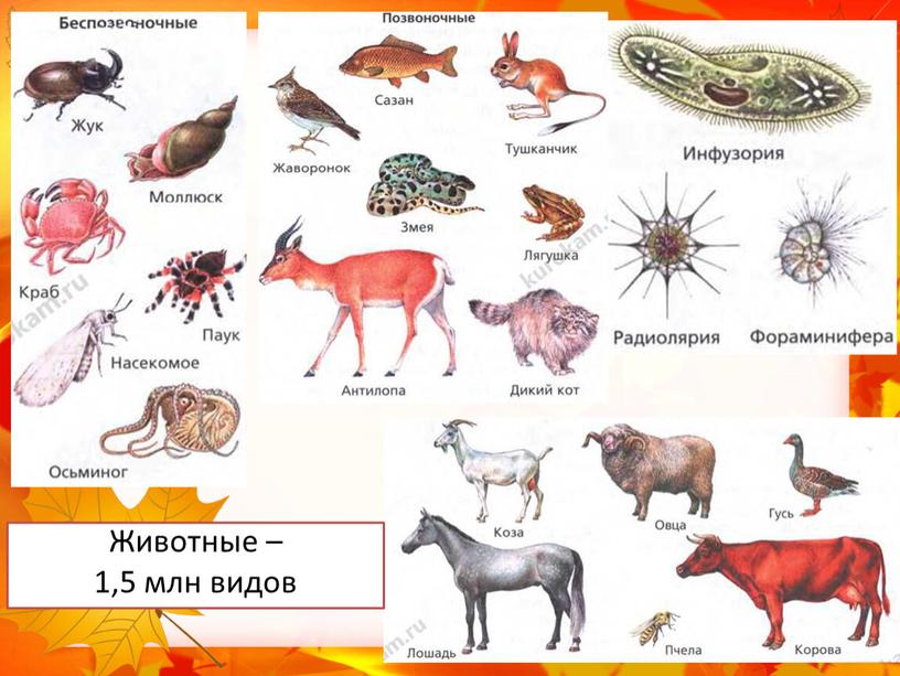 Животные – 1,5 млн видов