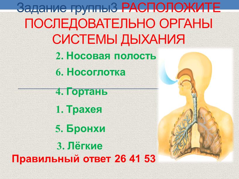 Задание группы3 Расположите последовательно органы системы дыхания 2