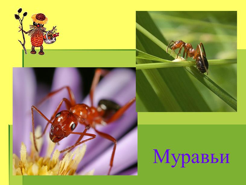 Муравьи