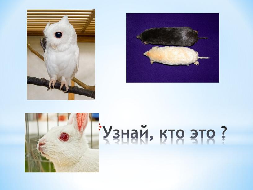 Узнай, кто это ?