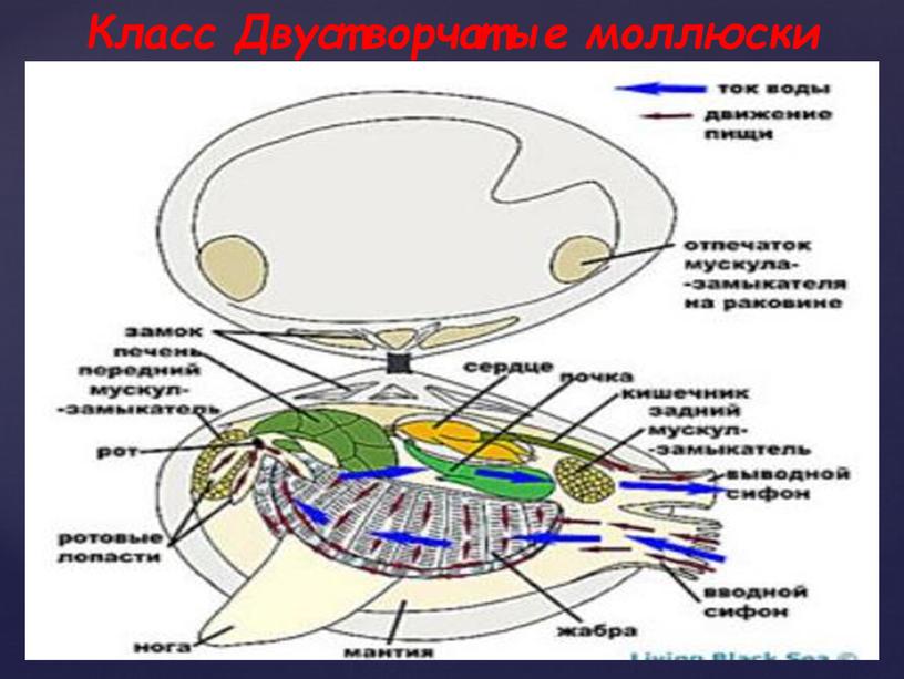 Класс Двустворчатые моллюски