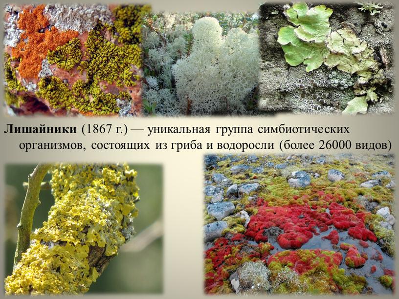 Лишайники (1867 г.) — уникальная группа симбиотических организмов, состоящих из гриба и водоросли (более 26000 видов)