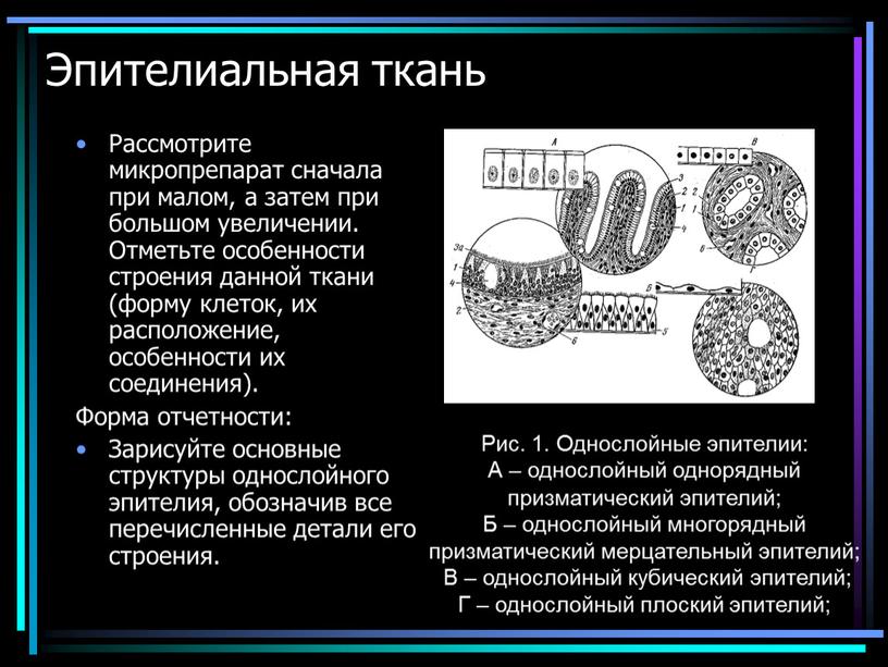 Эпителиальная ткань Рассмотрите микропрепарат сначала при малом, а затем при большом увеличении