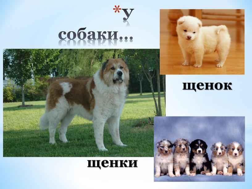 У собаки… щенки щенок