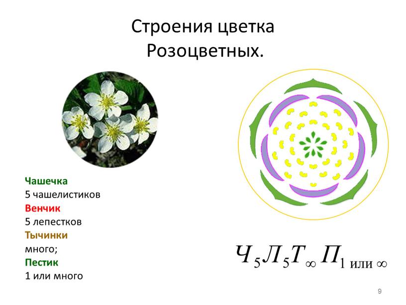 Строения цветка Розоцветных. Чашечка 5 чашелистиков