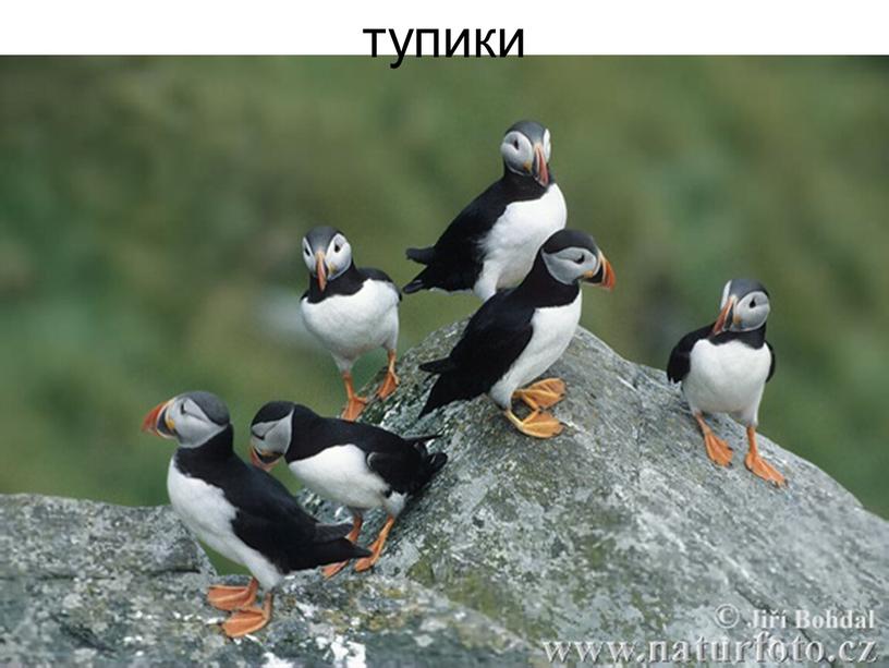 тупики