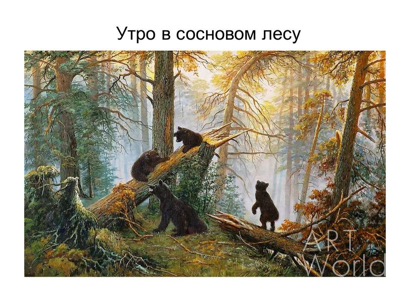 Утро в сосновом лесу