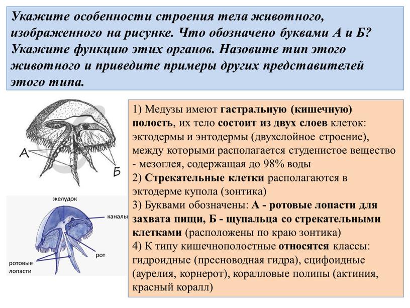 Человек к какому типу и классу относится