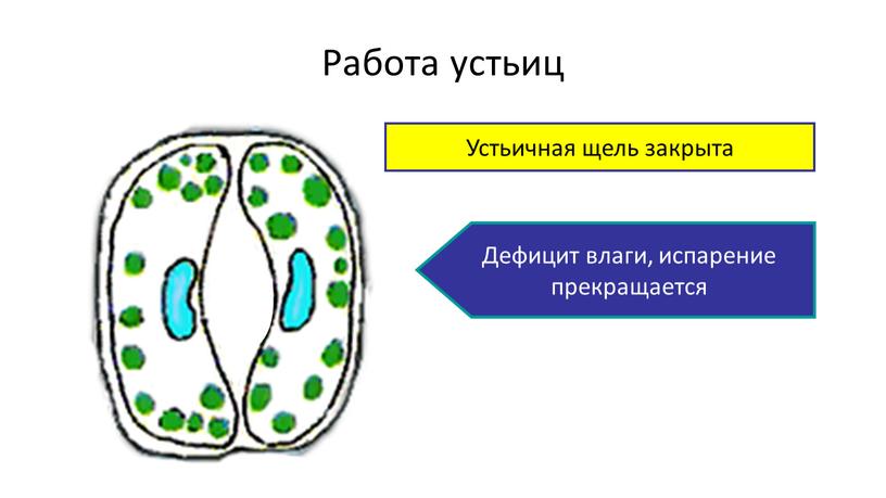 Работа устьиц Устьичная щель открыта