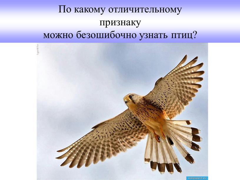 По какому отличительному признаку можно безошибочно узнать птиц?