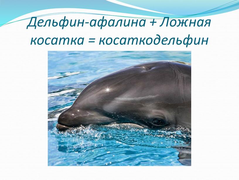 Дельфин-афалина + Ложная косатка = косаткодельфин