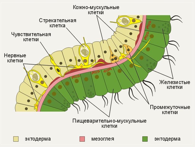 Презентация по биологии 7 класс "Кишечнополостные"