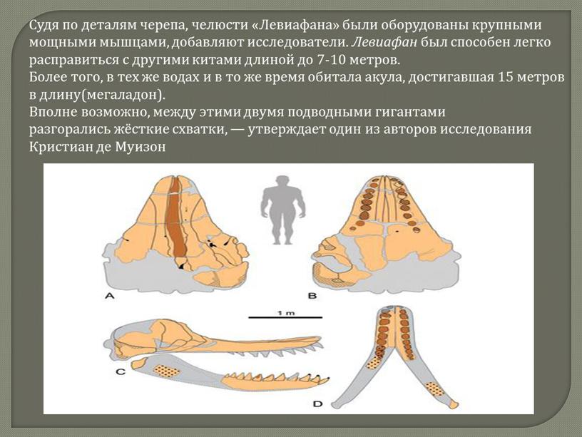 Судя по деталям черепа, челюсти «Левиафана» были оборудованы крупными мощными мышцами, добавляют исследователи