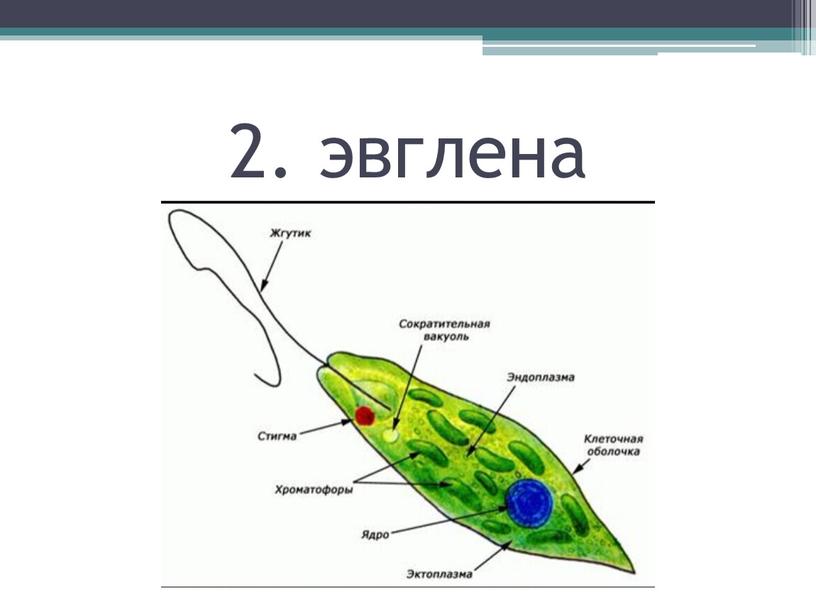 2. эвглена