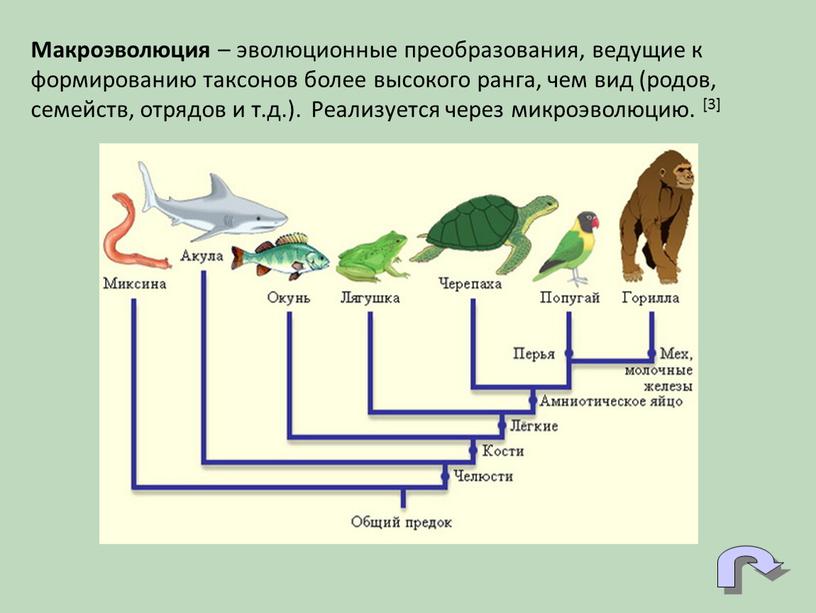 Макроэволюция – эволюционные преобразования, ведущие к формированию таксонов более высокого ранга, чем вид (родов, семейств, отрядов и т