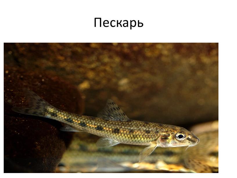 Пескарь