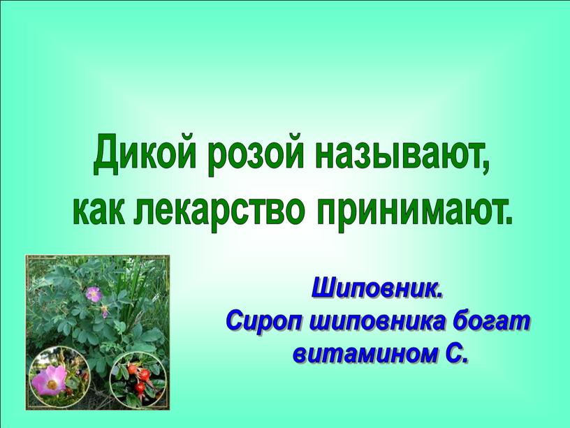 Дикой розой называют, как лекарство принимают