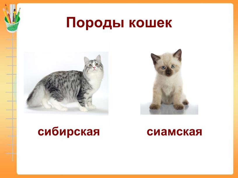 Породы кошек сибирская сиамская