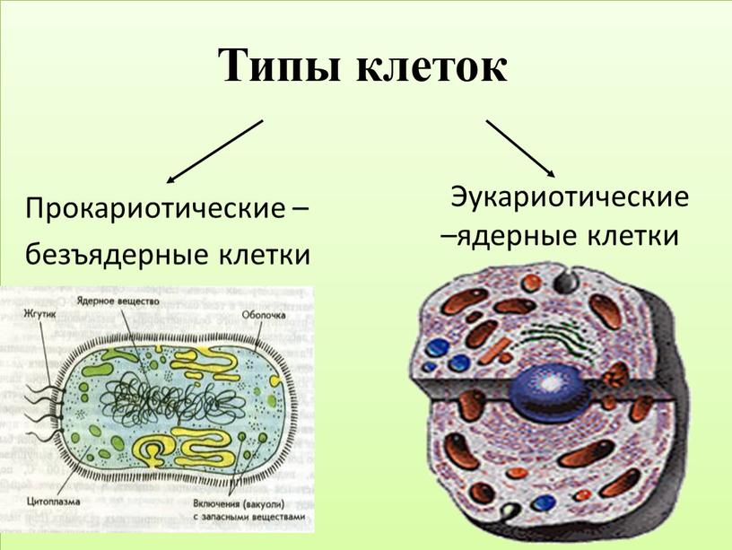 Типы клеток Прокариотические – безъядерные клетки