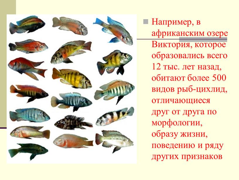 Например, в африканским озере Виктория, которое образовались всего 12 тыс