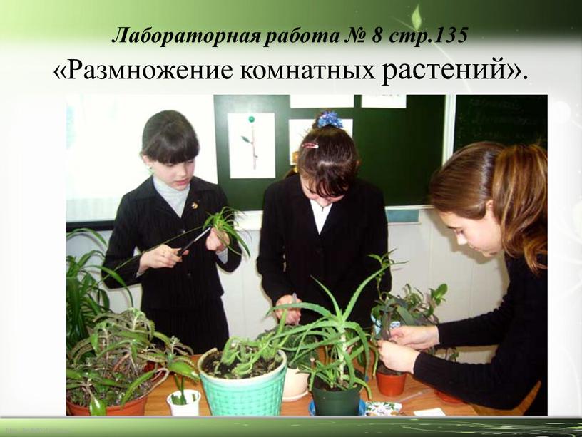 Лабораторная работа № 8 стр.135 «Размножение комнатных растений»