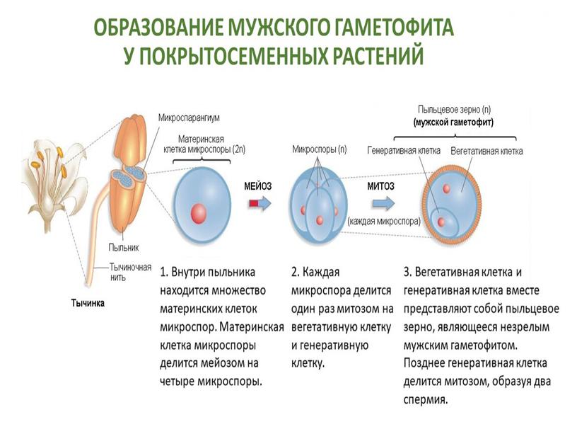 Подготовка к ЕГЭ по биологии.Жизненные циклы растений (теория и задания)