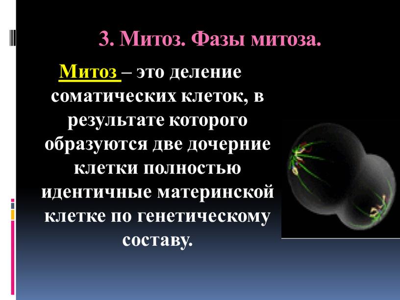 Митоз. Фазы митоза. Митоз – это деление соматических клеток, в результате которого образуются две дочерние клетки полностью идентичные материнской клетке по генетическому составу