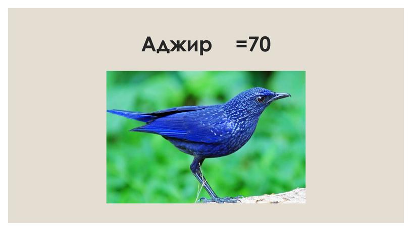 Аджир =70