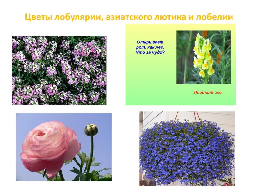 Цветы лобулярии, азиатского лютика и лобелии