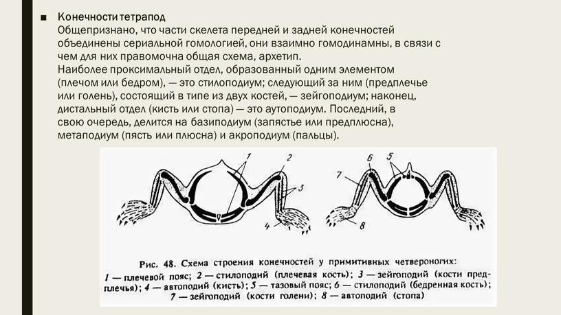 Конечности тетрапод Общепризнано, что части скелета передней и задней конечностей объединены сериальной гомологией, они взаимно гомодинамны, в связи с чем для них правомочна общая схема,…