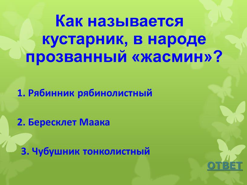 Как называется кустарник, в народе прозванный «жасмин»?