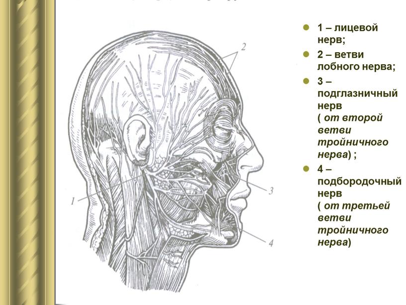 Нервы головы и шеи 1 – лицевой нерв; 2 – ветви лобного нерва; 3 – подглазничный нерв ( от второй ветви тройничного нерва ) ;…