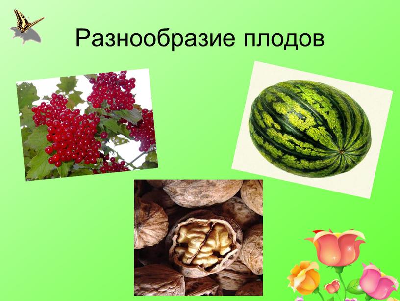 Разнообразие плодов