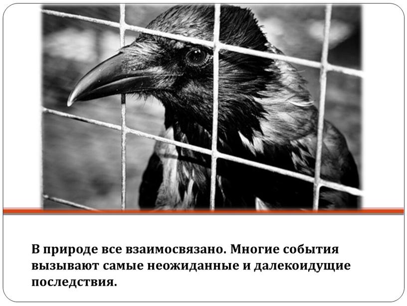 В природе все взаимосвязано. Многие события вызывают самые неожиданные и далекоидущие последствия