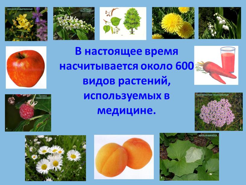 В настоящее время насчитывается около 600 видов растений, используемых в медицине