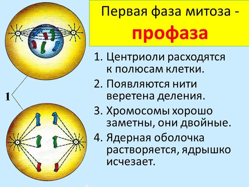 Центриоли расходятся к полюсам клетки