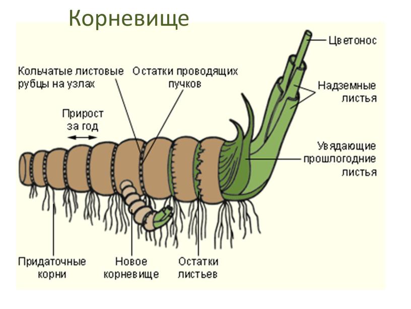 Корневище