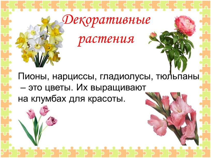 Декоративные растения Пионы, нарциссы, гладиолусы, тюльпаны – это цветы