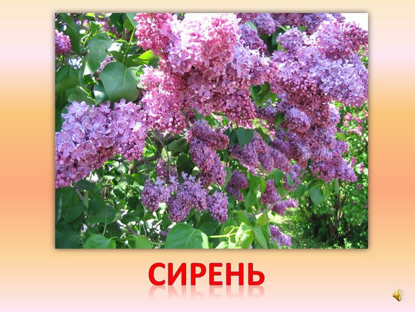 сирень