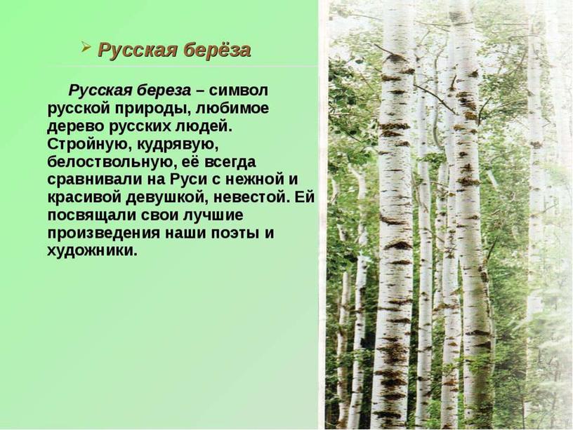 Презентация по окружающему миру в старшей группе "Березка - русская красавица"