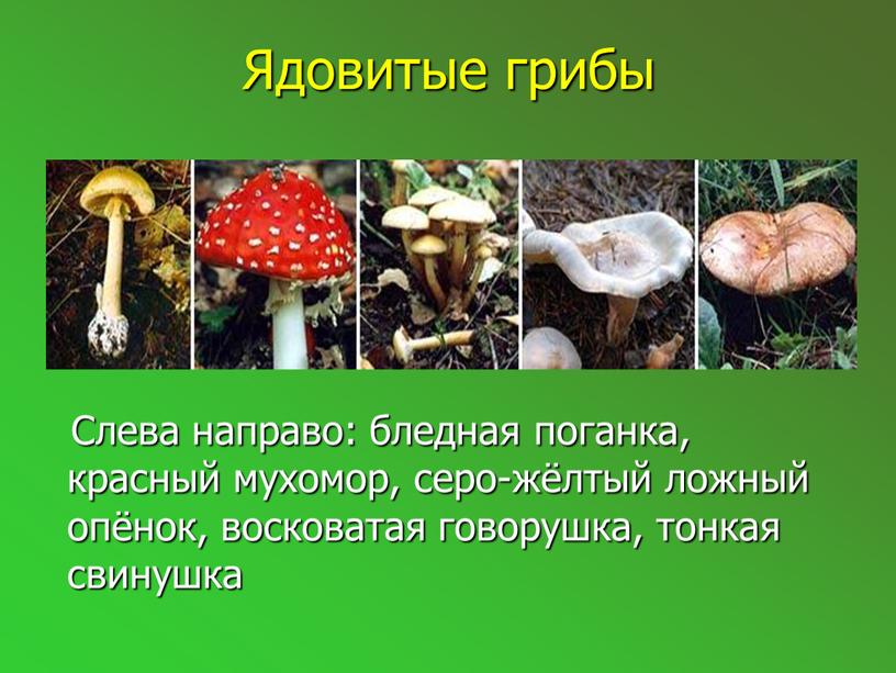 Ядовитые грибы Слева направо: бледная поганка, красный мухомор, серо-жёлтый ложный опёнок, восковатая говорушка, тонкая свинушка
